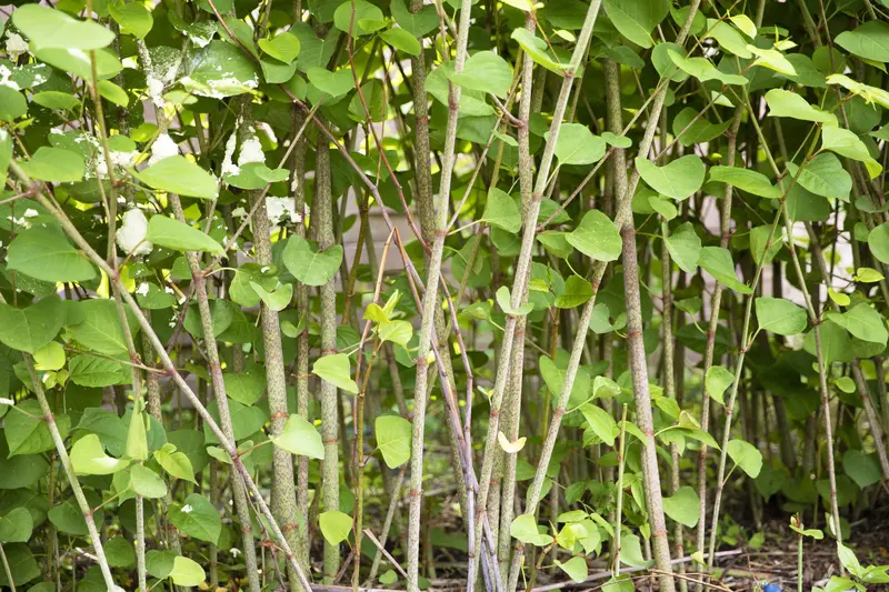 Foto: Wuchernder Japanknöterich
